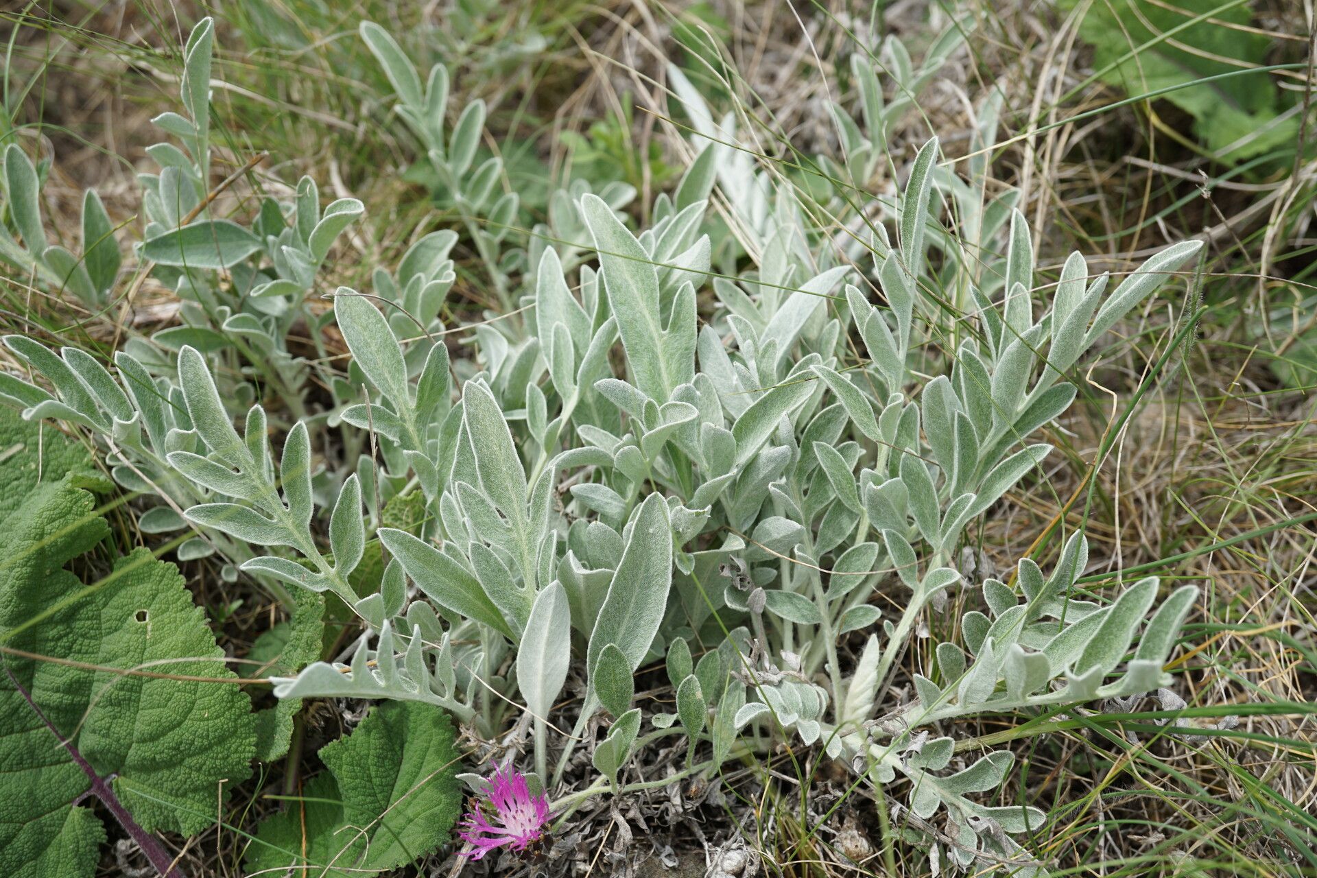 Psephellus marschallianus — related species from the same genus