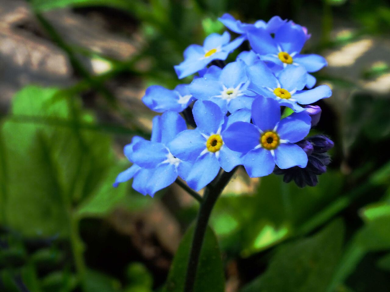 Myosotis decumbens flower