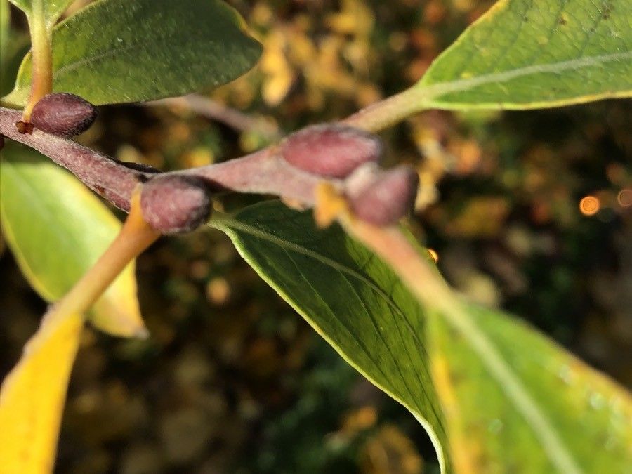 Salix cantabrica other