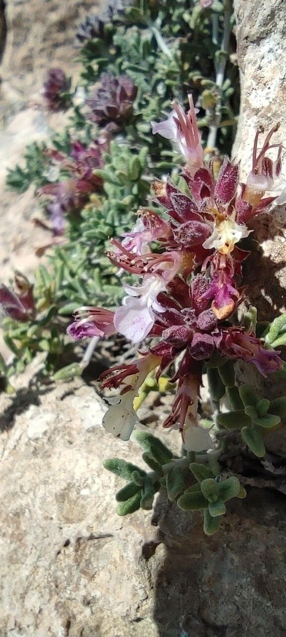 Teucrium thymifolium flower
