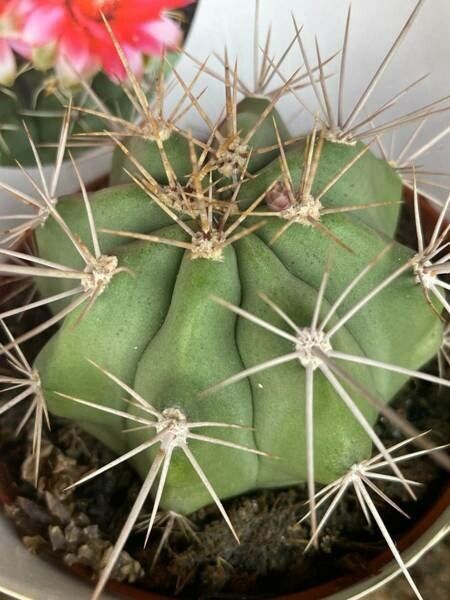 Gymnocalycium eurypleurum bark