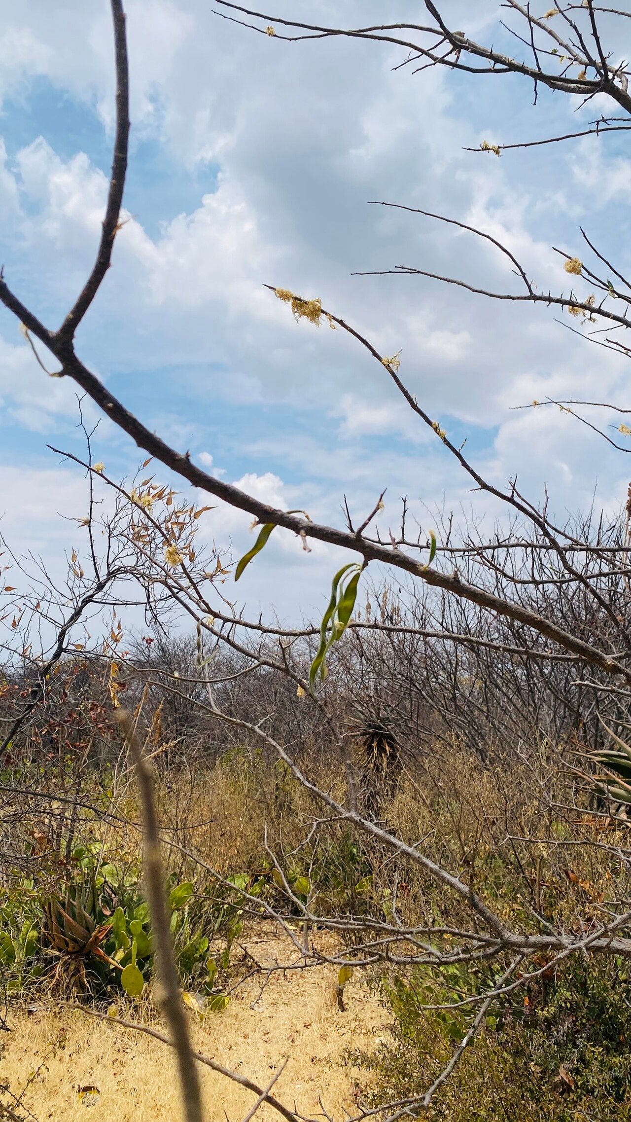 Albizia antunesiana fruit