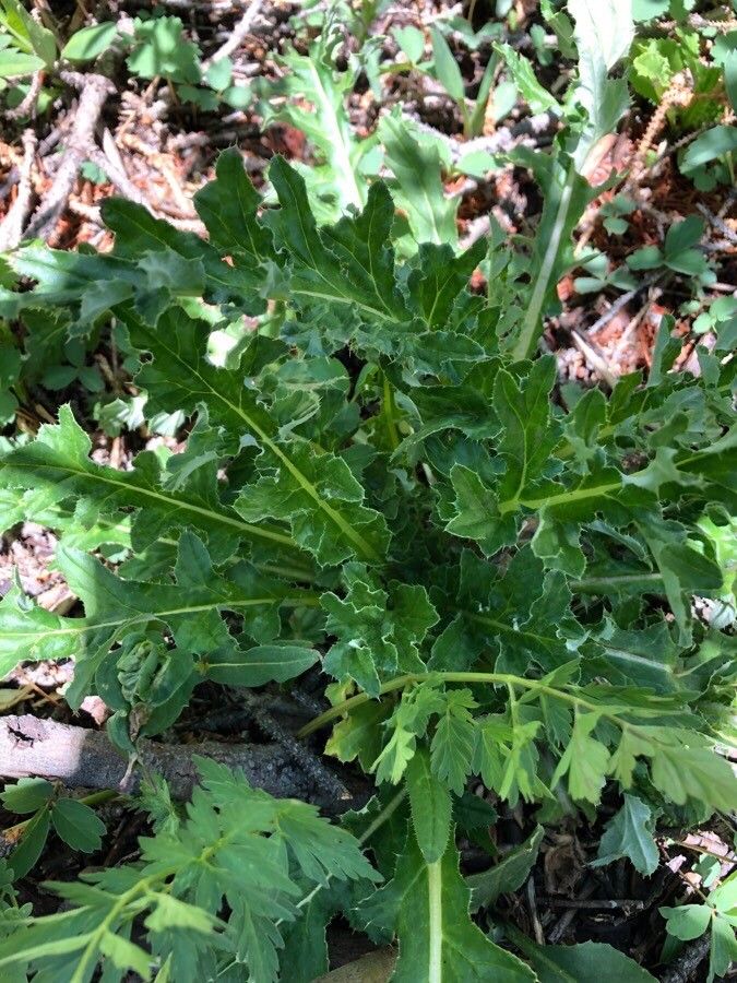 Cirsium scariosum leaf