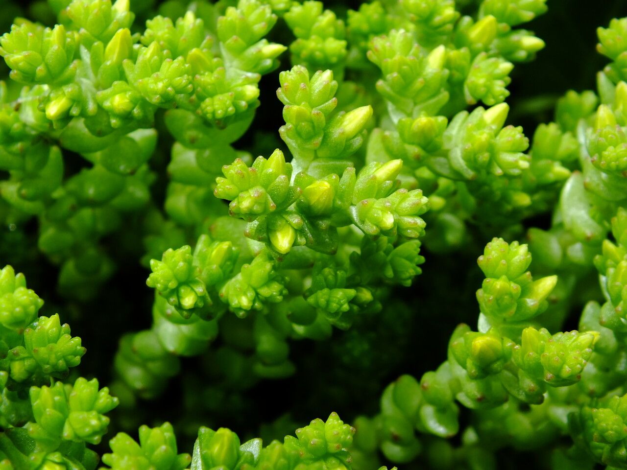Sedum acre leaf