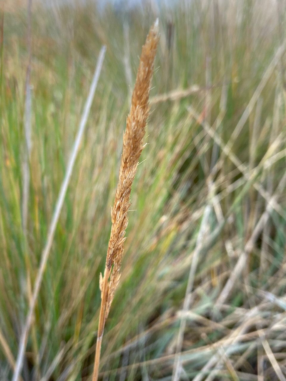 Polypogon magellanicus flower