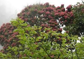 Metrosideros nitida — search result for 'Metrosideros'