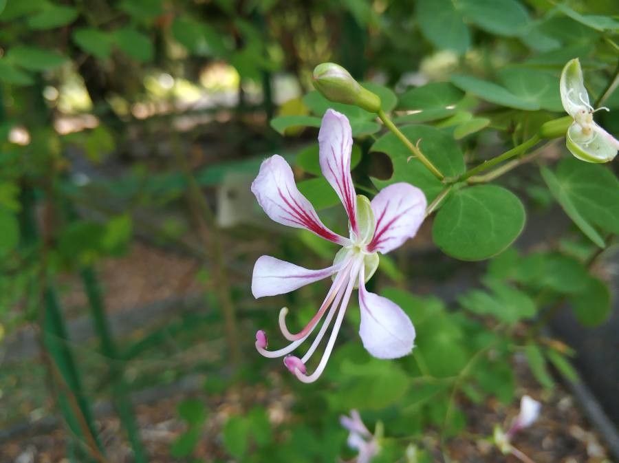 Bauhinia yunnanensis flower