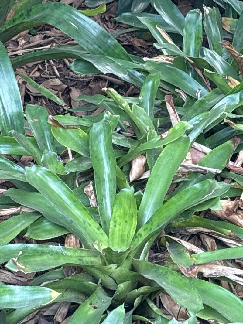 Canistrum fosterianum — related species from the same genus