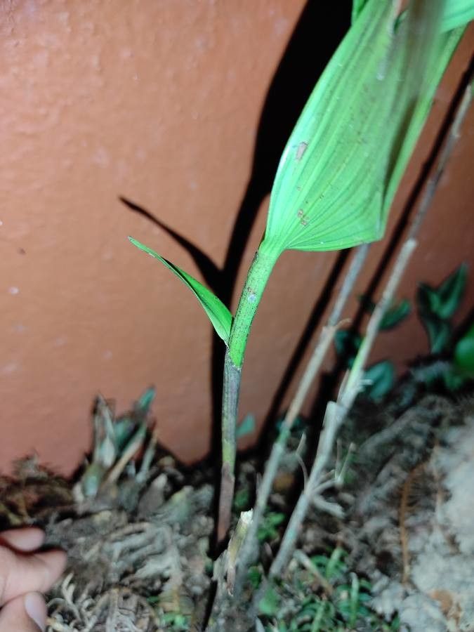 Corymborkis flava bark