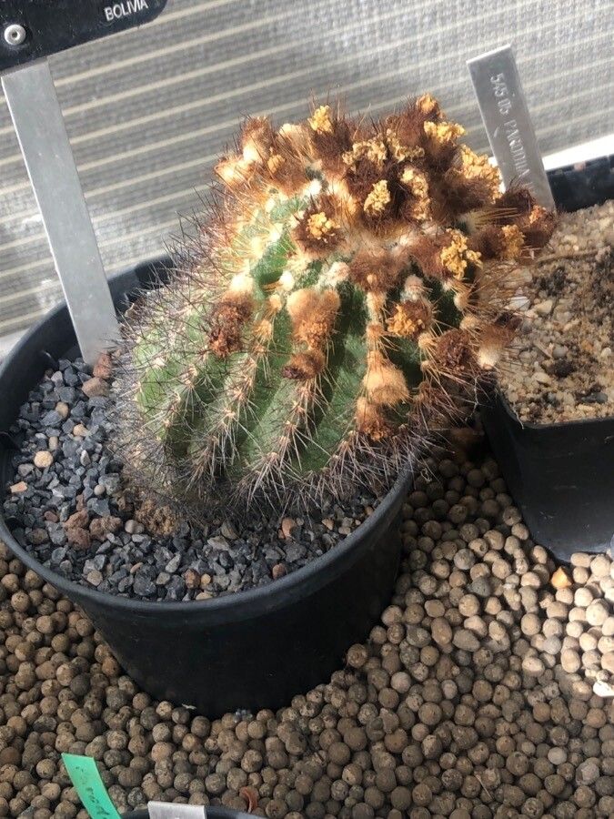 Parodia procera — houseplant care guide