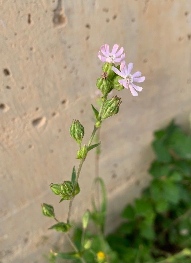Silene apetala flower