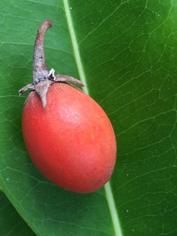 Mimusops elengi fruit