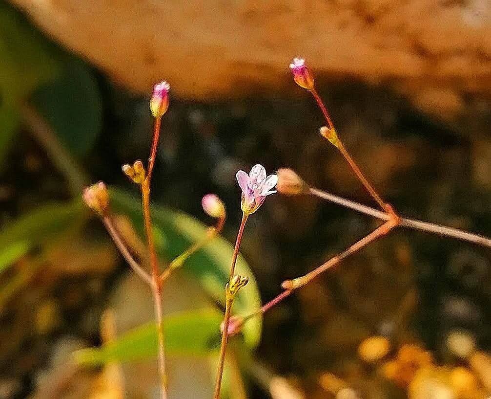 Gypsophila perfoliata flower