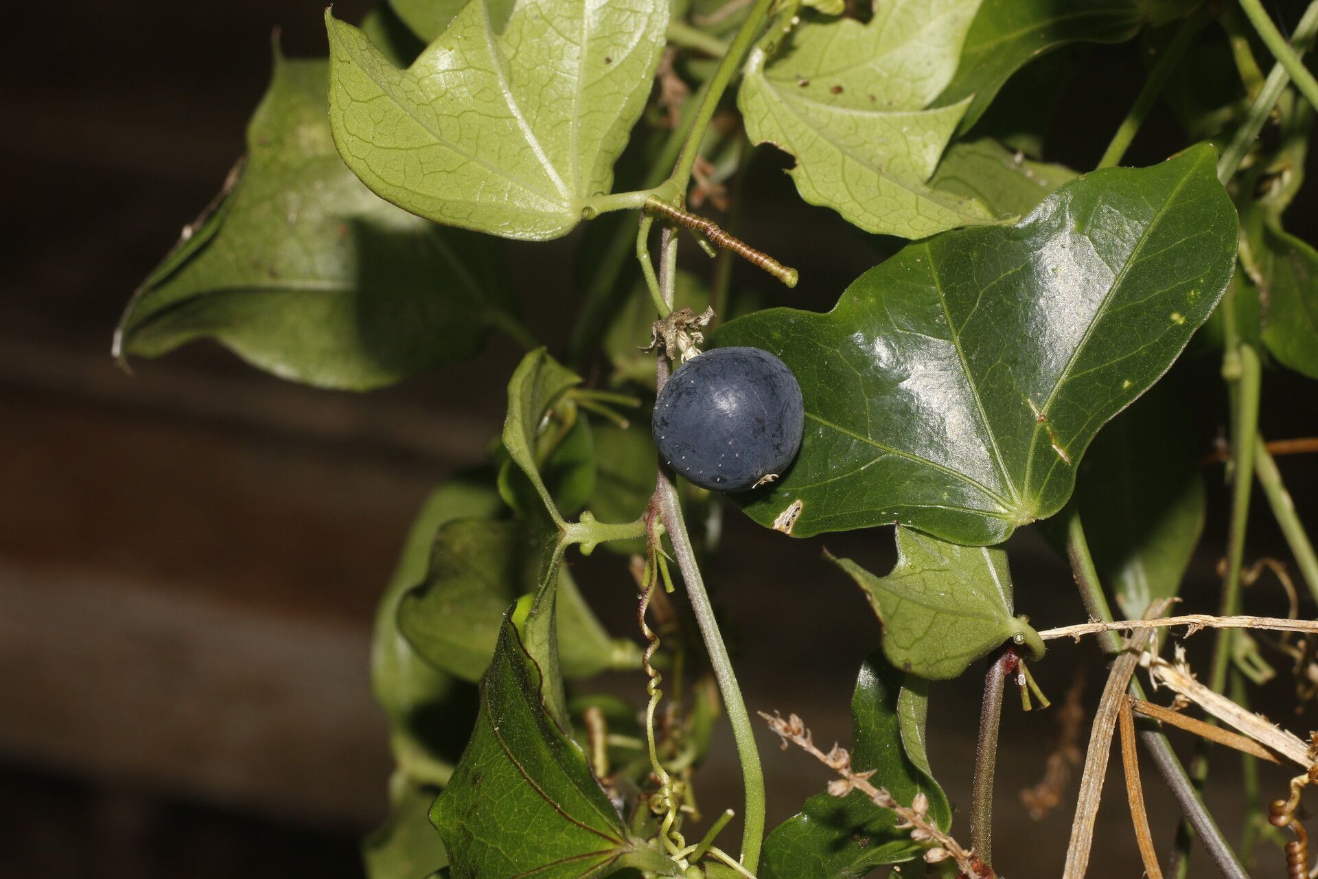 Passiflora obtusifolia fruit