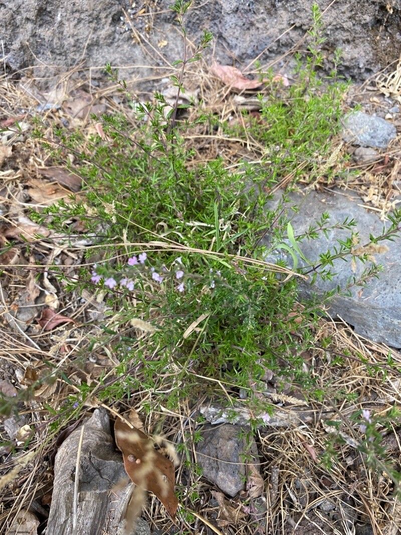 Micromeria herpyllomorpha habit