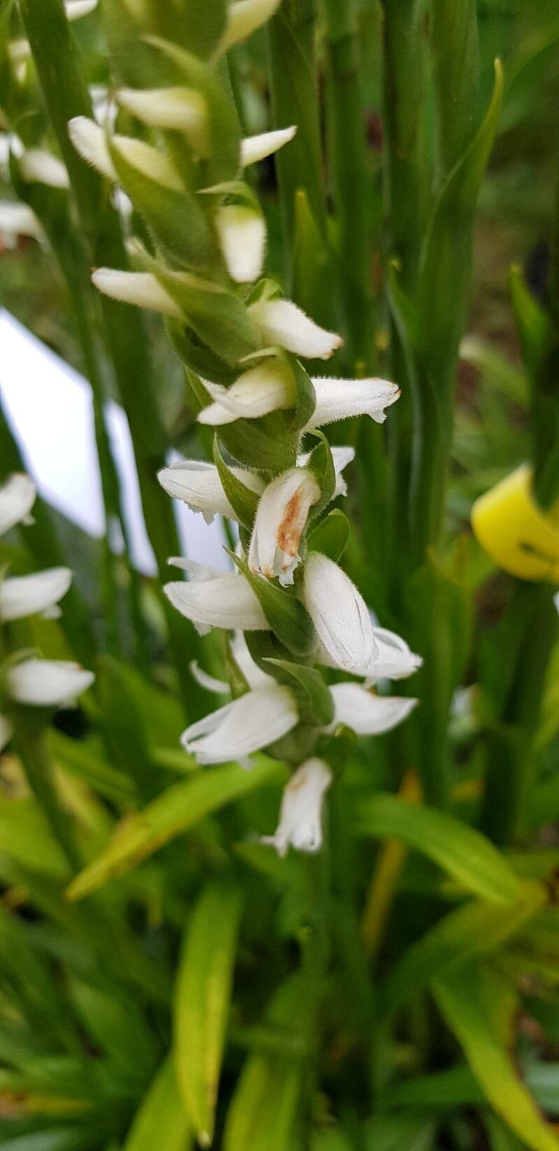 Spiranthes cernua flower