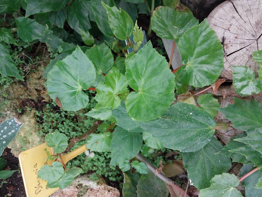 Begonia dichotoma — houseplant care guide