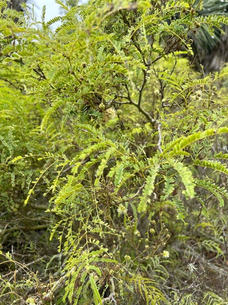 Lysiloma watsonii — search result for 'Lysiloma'