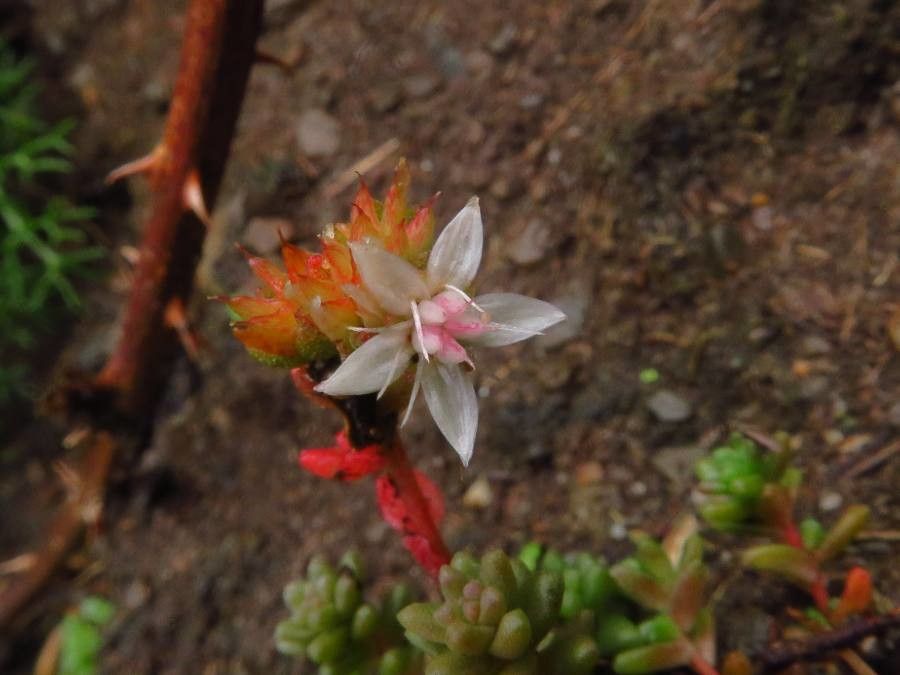 Sedum anglicum flower