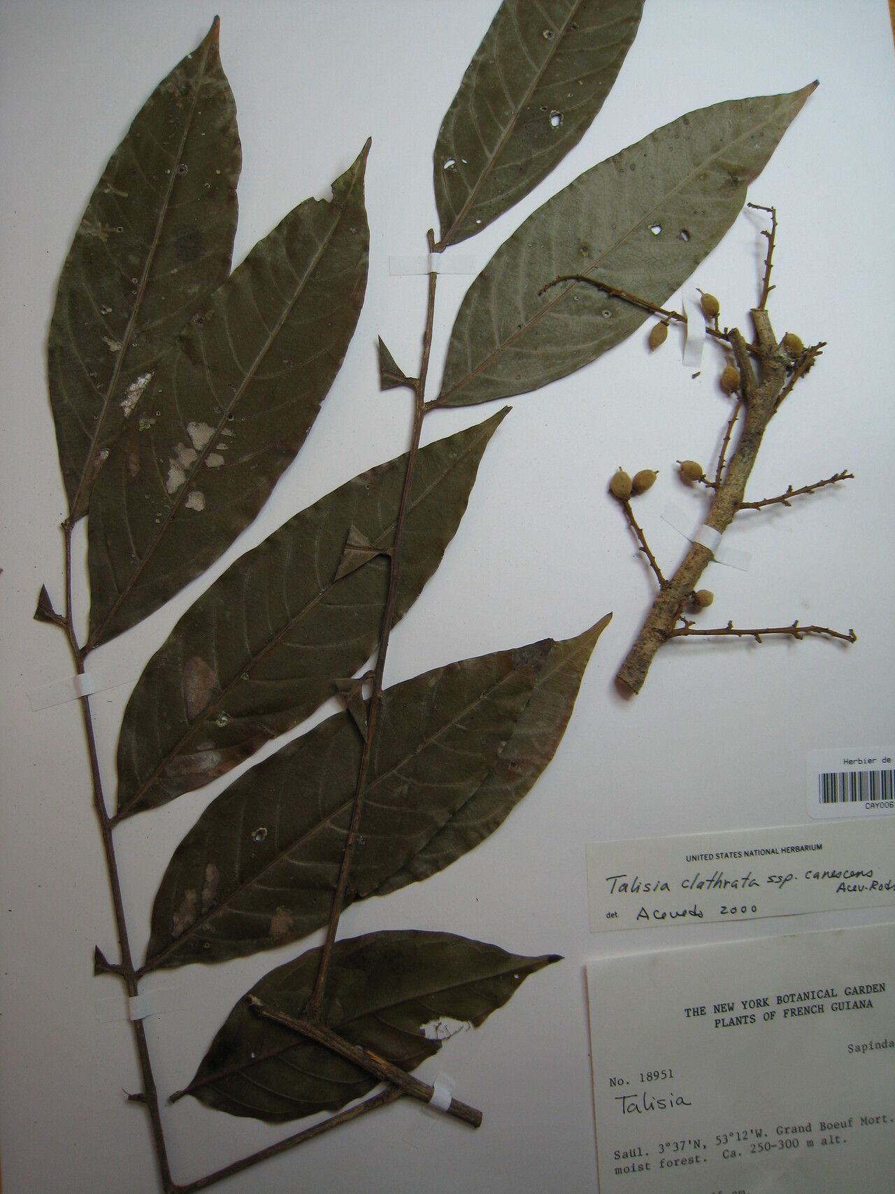 Talisia clathrata — related species from the same genus