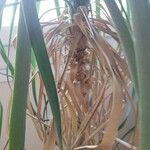 Beaucarnea recurvata