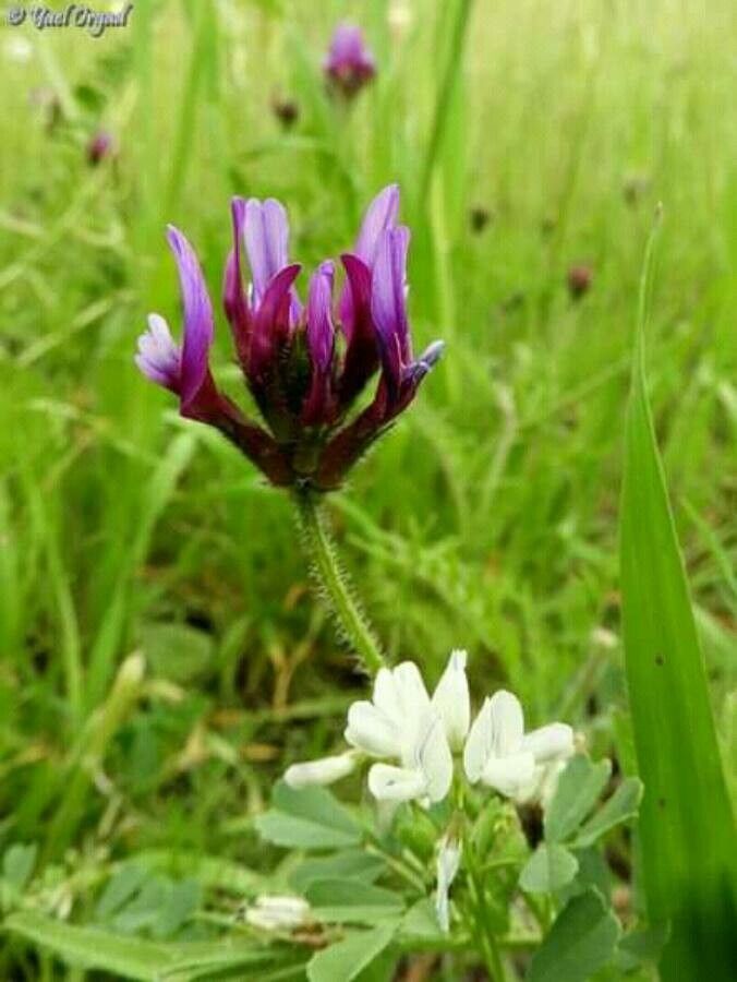 Astragalus hypoglottis flower