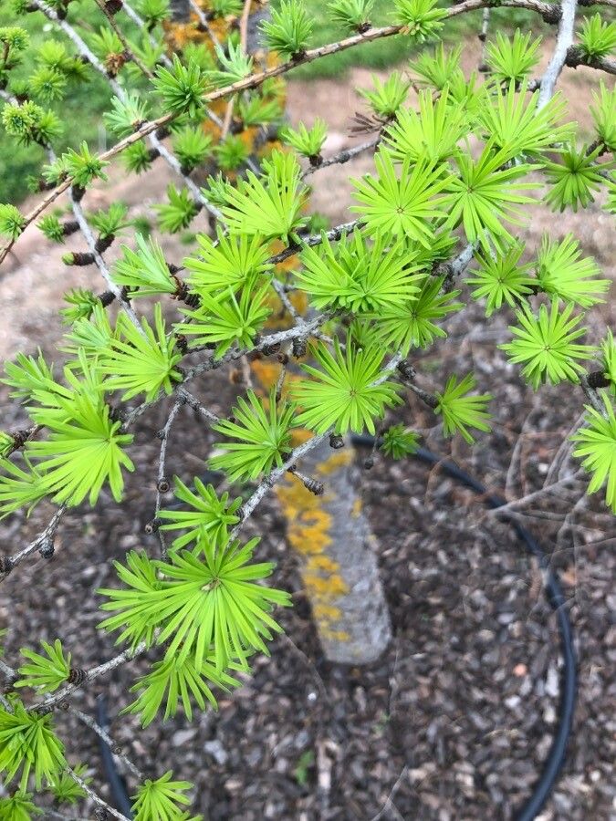 Larix kaempferi