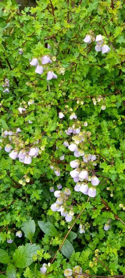 Jovellana violacea habit