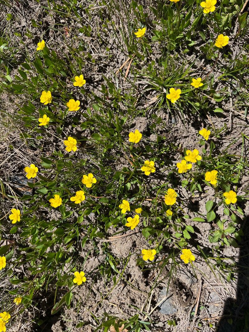 Ranunculus alismifolius — houseplant care guide