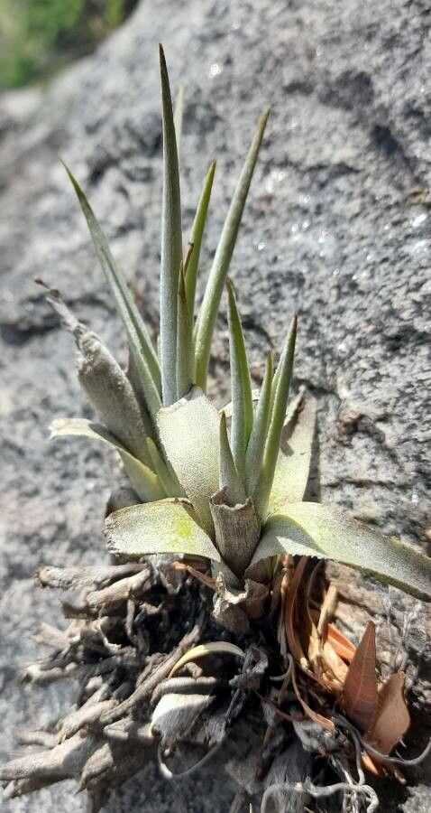 Tillandsia lorentziana habit