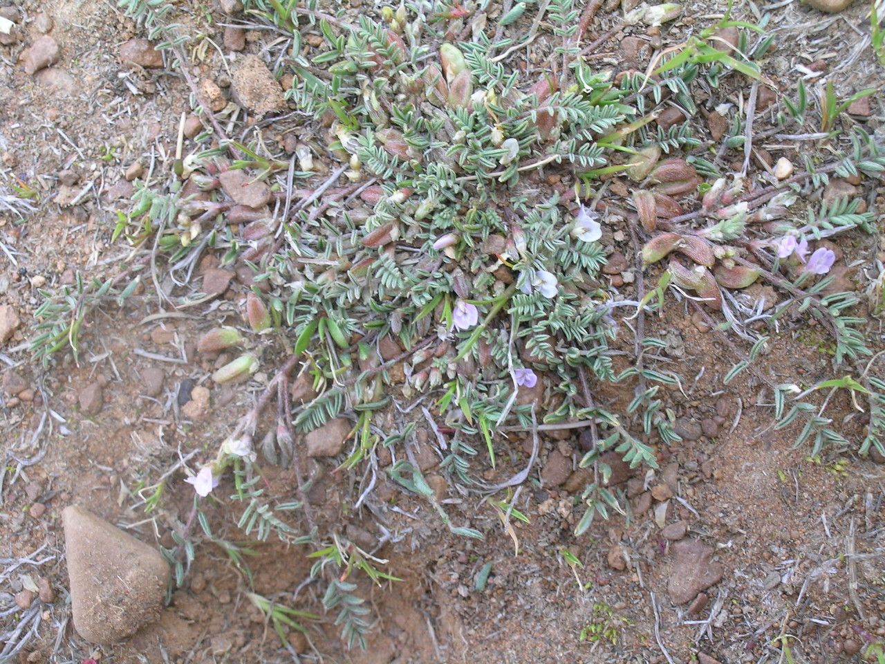 Astragalus micranthellus habit