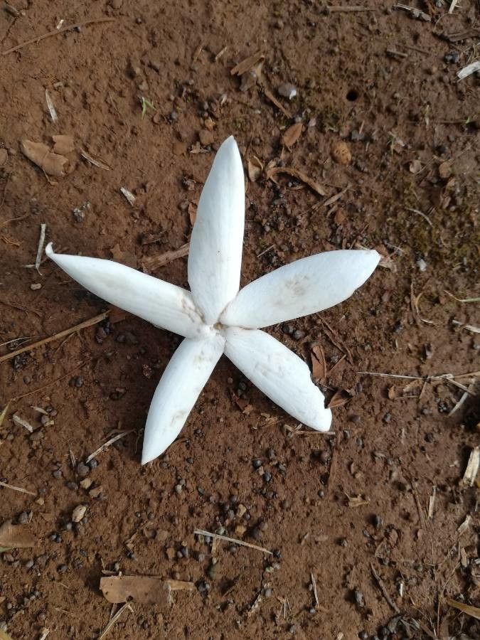 Atractocarpus bracteatus — search result for 'Atractocarpus'