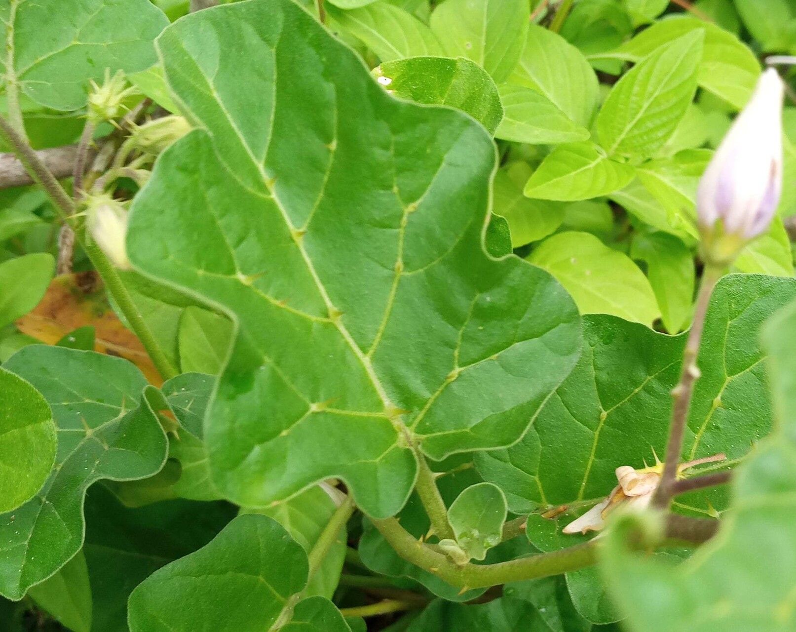Solanum malindiense — houseplant care guide