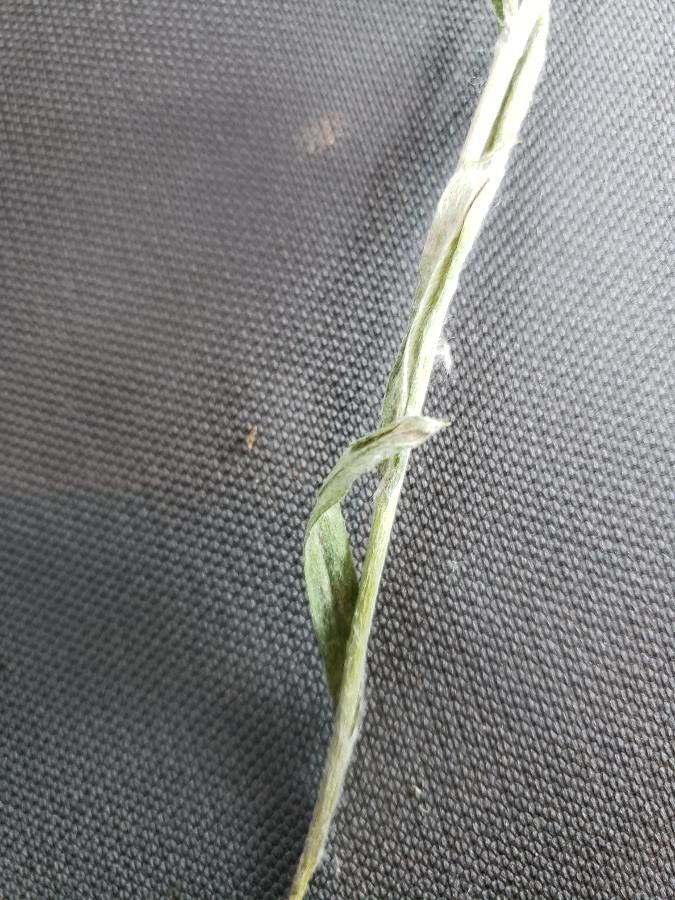 Antennaria rosea leaf