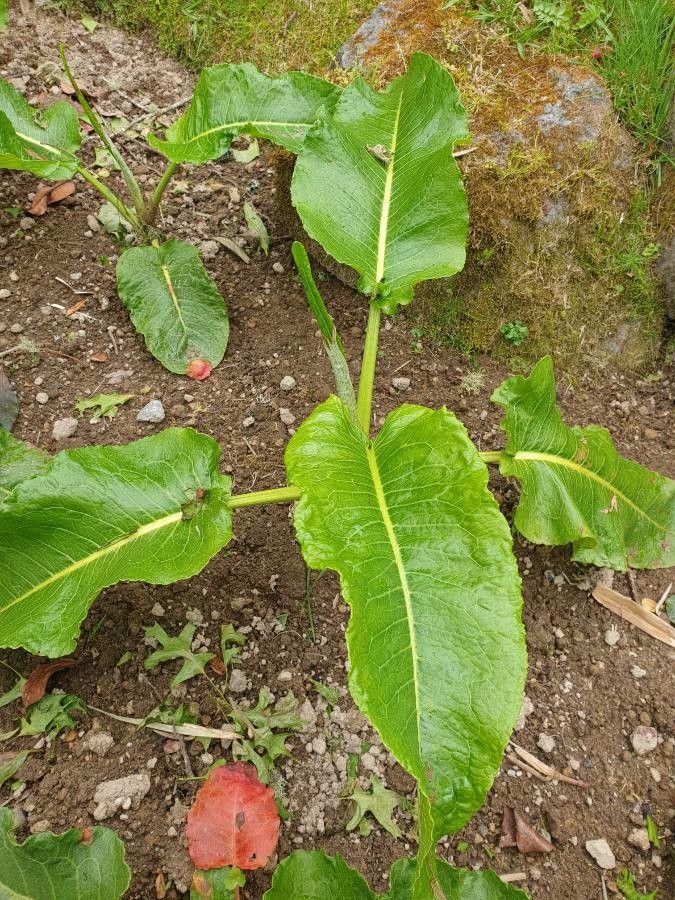 Rumex azoricus habit
