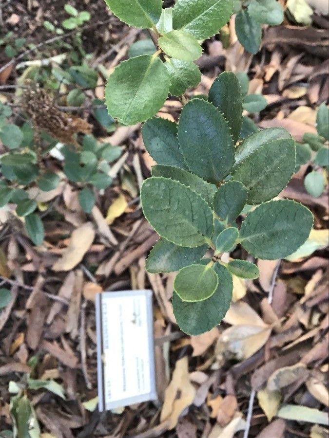 Rhamnus ludovici-salvatoris leaf