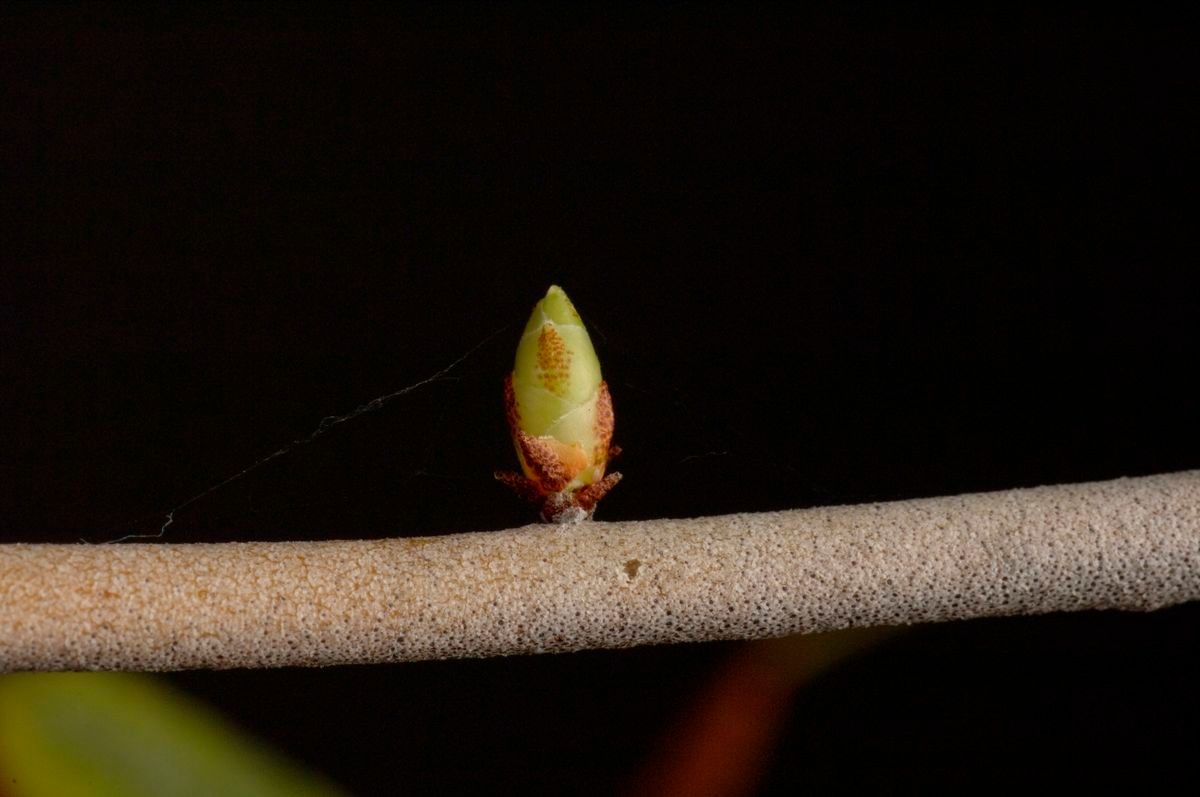 Rhododendron malayanum other