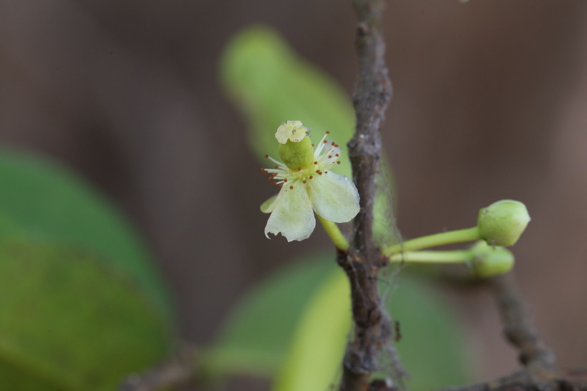 Garcinia robsoniana flower