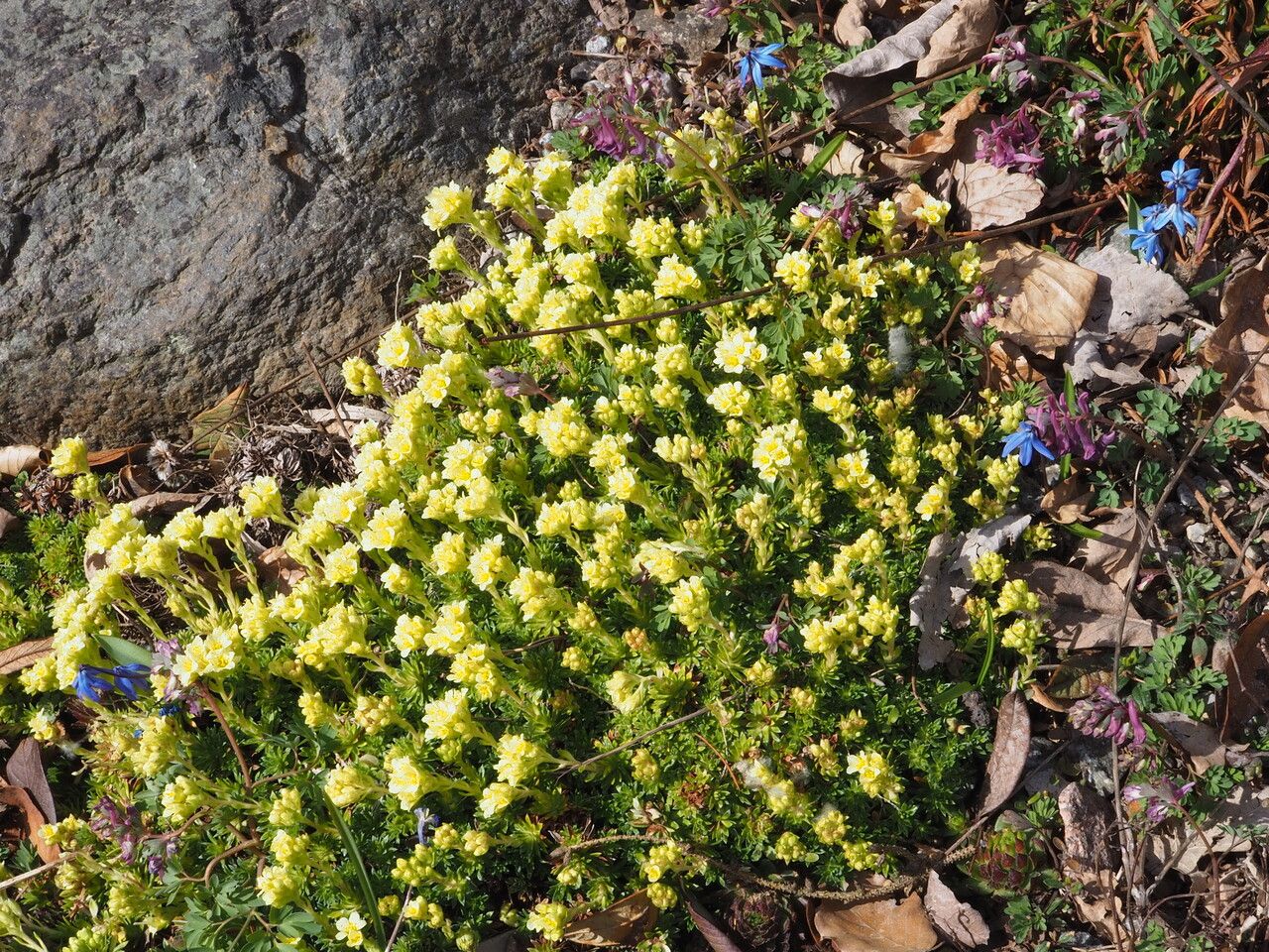 Saxifraga × apiculata habit