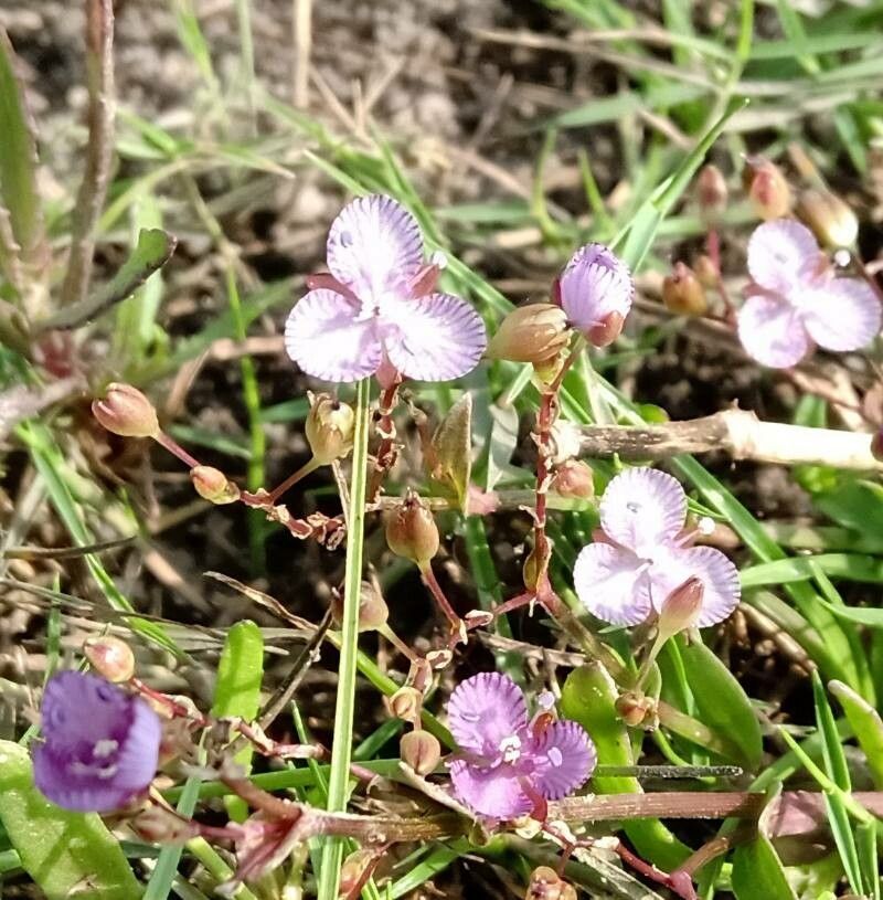 Murdannia striatipetala flower
