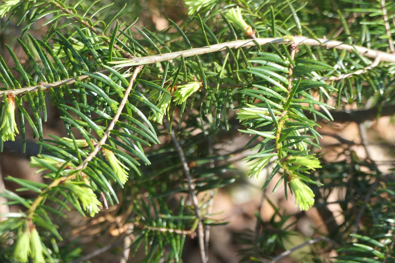 Pseudotsuga sinensis leaf