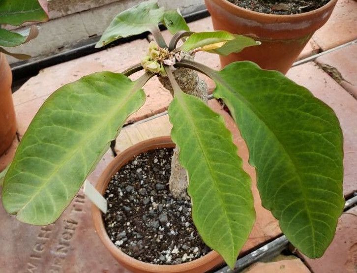 Euphorbia alfredii habit