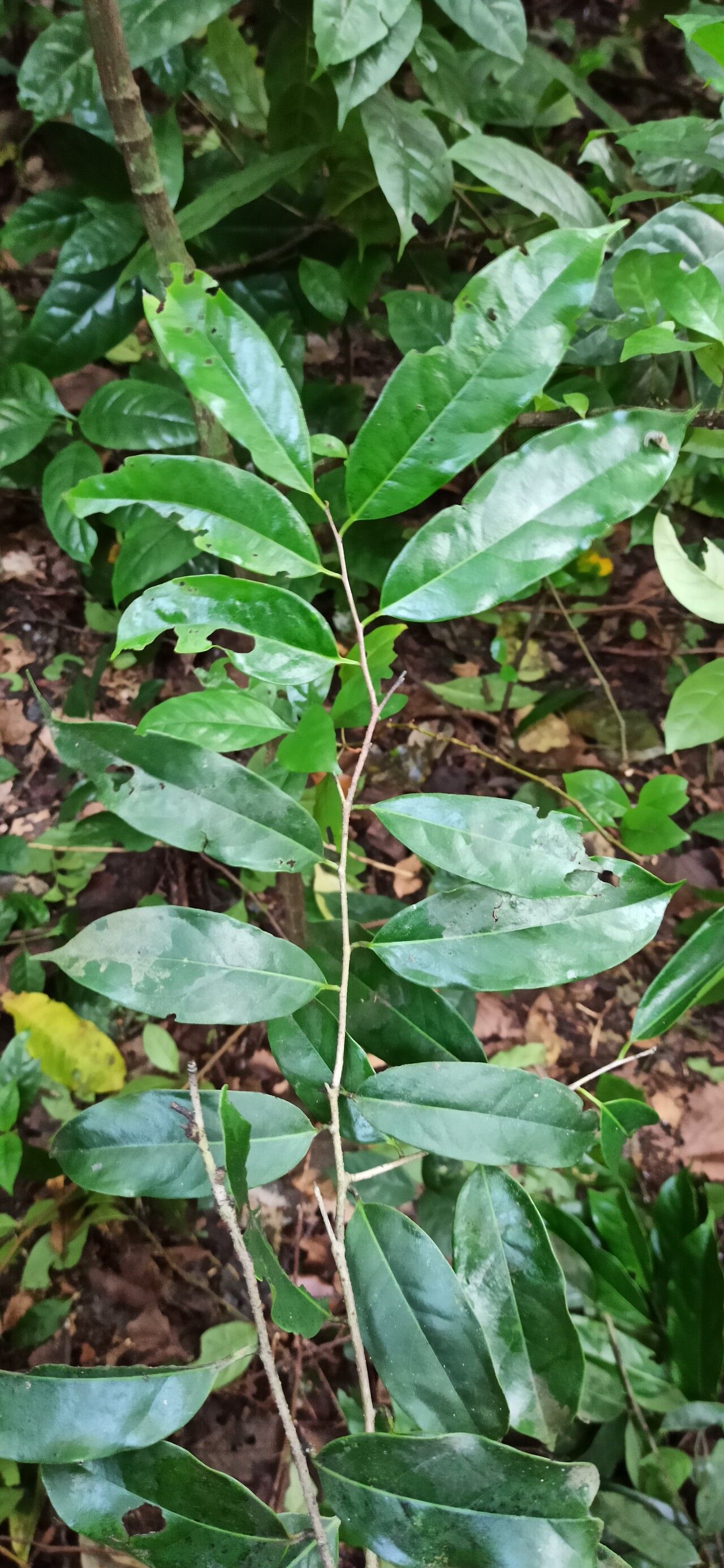 Diospyros canaliculata leaf
