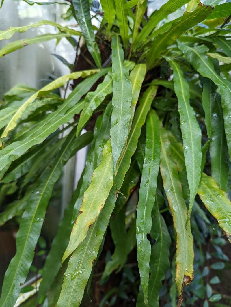 Campyloneurum xalapense — search result for 'Polypodiaceae'