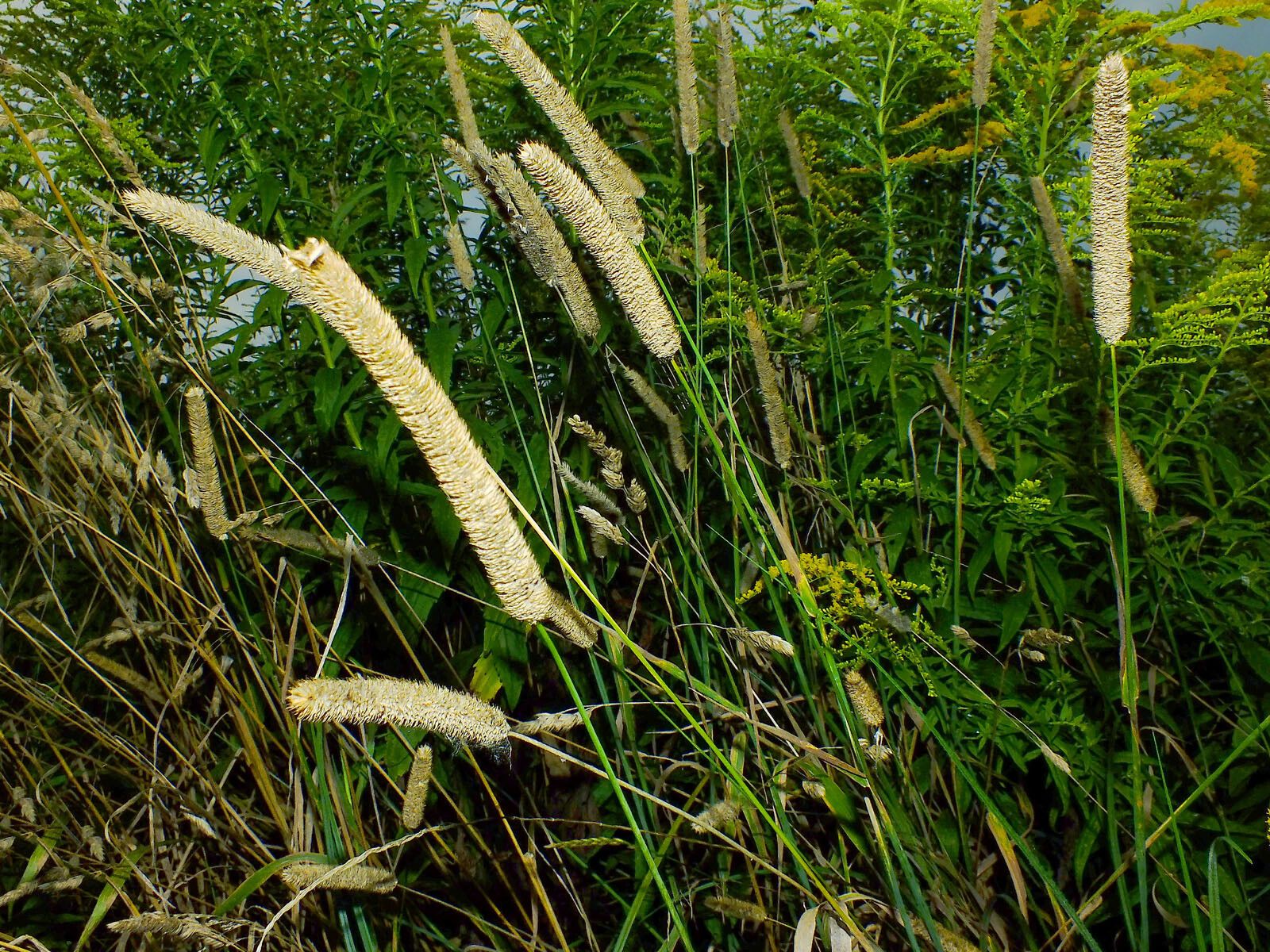 Phleum pratense fruit