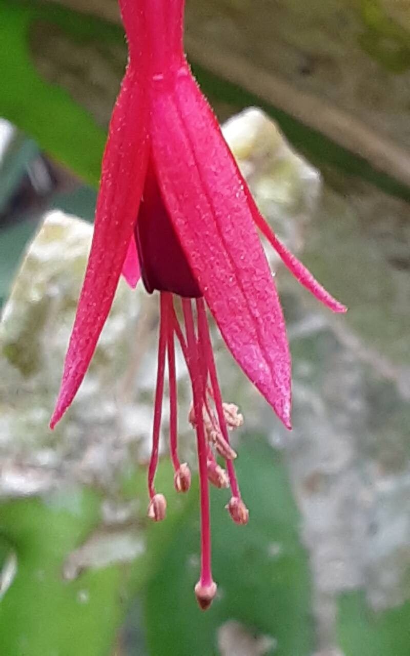 Fuchsia × exoniensis flower