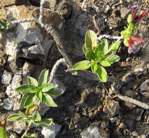 Echium stenosiphon — search result for 'Echium'