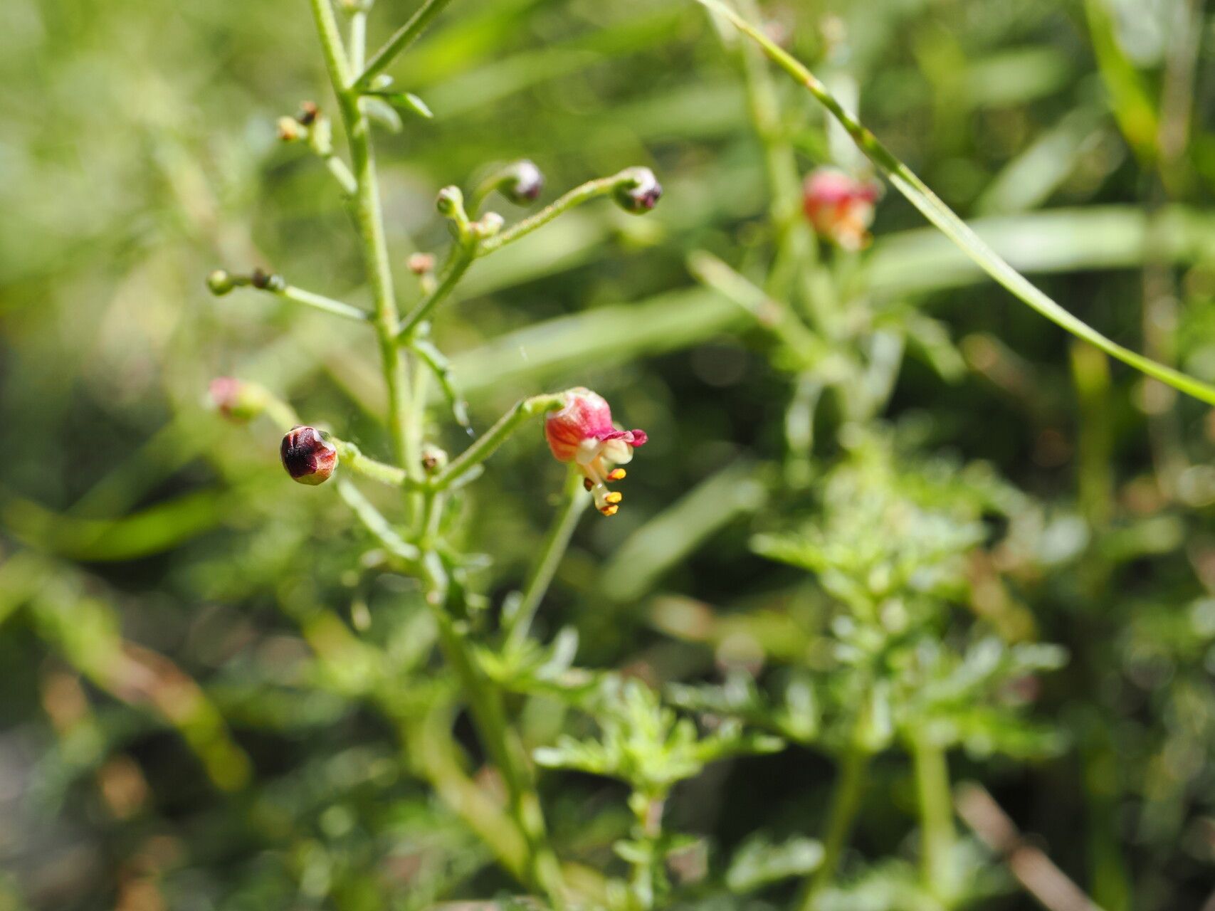Scrophularia variegata flower