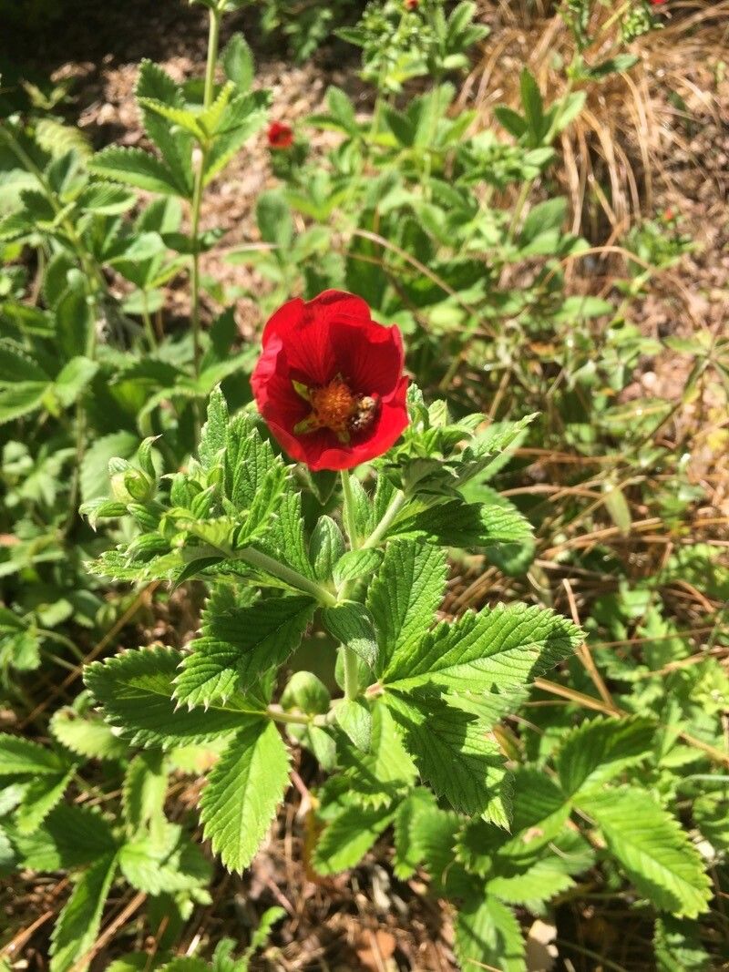 Potentilla atrosanguinea flower