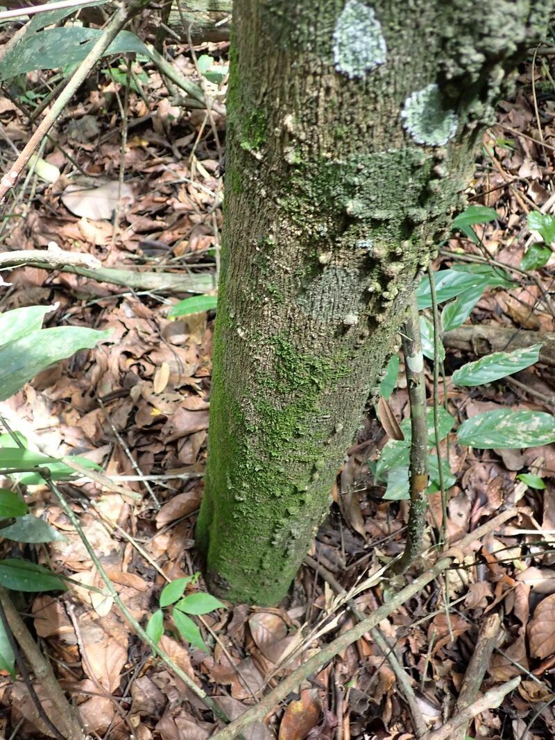 Quassia gabonensis bark